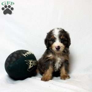 Luka, Mini Bernedoodle Puppy
